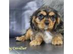 Cavalier King Charles Spaniel Puppy for sale in Millersburg, OH, USA