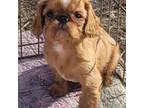 English Toy Spaniel Puppy for sale in Belgrade, MT, USA