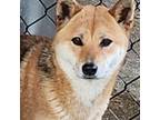 Breeding Shiba