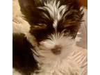 Biewer Terrier Puppy for sale in New York, NY, USA