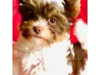 Biewer Terrier Puppy for sale in New York, NY, USA