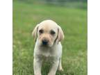 Labrador Retriever Puppy for sale in Timpson, TX, USA