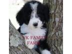 Bernese Mountain Dog Puppy for sale in Martinsville, IN, USA