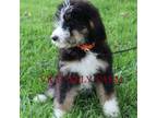 Mutt Puppy for sale in Martinsville, IN, USA