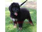 Bernese Mountain Dog Puppy for sale in Martinsville, IN, USA