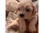 Maltese Puppy for sale in Houston, TX, USA