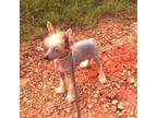 Chinese Crested Puppy for sale in Comer, GA, USA