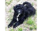 Mutt Puppy for sale in Holden, MO, USA