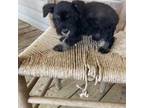 Schnauzer (Miniature) Puppy for sale in Cullman, AL, USA
