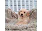 Golden Retriever Puppy for sale in Westminster, SC, USA
