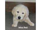 Golden Retriever Puppy for sale in Grand Island, FL, USA