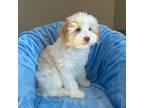 Schnauzer (Miniature) Puppy for sale in Moreno Valley, CA, USA
