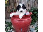 Mutt Puppy for sale in Citrus Heights, CA, USA