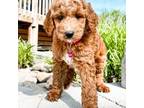 Goldendoodle Puppy for sale in Trinity, NC, USA