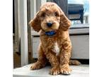 Goldendoodle Puppy for sale in Trinity, NC, USA