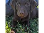Labrador Retriever Puppy for sale in Pearisburg, VA, USA