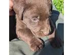 Chocolate lab (green collar)