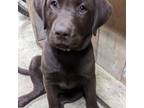 Chocolate lab (white collar)