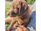 Chocolate lab (purple collar)