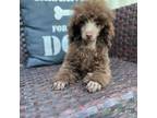 Poodle (Toy) Puppy for sale in Stanfield, NC, USA