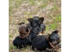 Yorkshire Terrier Puppy for sale in Grand Ridge, FL, USA