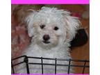Maltipoo Puppy for sale in Vallejo, CA, USA