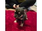 French Bulldog Puppy for sale in Brandon, FL, USA