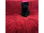 Toy poodle girl black