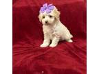 Poodle (Toy) Puppy for sale in Tampa, FL, USA