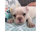 French Bulldog Puppy for sale in Lake Orion, MI, USA