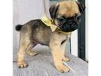 Pug Puppy for sale in Fort Worth, TX, USA