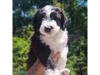 Mutt Puppy for sale in Citrus Heights, CA, USA