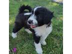 Mutt Puppy for sale in Citrus Heights, CA, USA