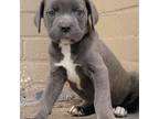 Cane Corso Puppy for sale in Atlanta, GA, USA