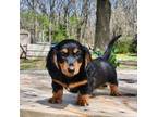 Dachshund Puppy for sale in El Dorado Springs, MO, USA