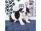 Bulldog Puppy for sale in Colorado Springs, CO, USA