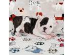 Bulldog Puppy for sale in Colorado Springs, CO, USA