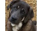Mutt Puppy for sale in Toledo, OR, USA