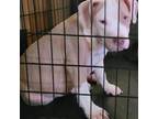 Mutt Puppy for sale in Colerain, NC, USA