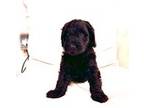 Aussiedoodle Puppy for sale in Austin, TX, USA