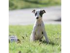 Whippet Puppy for sale in Janesville, WI, USA
