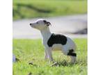 Whippet Puppy for sale in Janesville, WI, USA