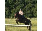 Sweet horse for sale! Named Pompeyano