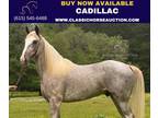 Flashy Registered Tennessee Walking Horse