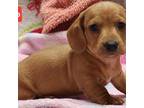Dachshund Puppy for sale in Wonewoc, WI, USA
