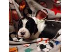 English Springer Spaniel Puppy for sale in Rhinelander, WI, USA