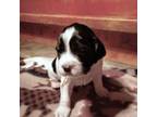 English Springer Spaniel Puppy for sale in Rhinelander, WI, USA