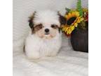 Shih Tzu Puppy for sale in Littlerock, CA, USA