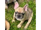 French Bulldog Puppy for sale in Braxton, MS, USA