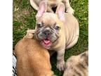 French Bulldog Puppy for sale in Braxton, MS, USA